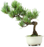Pinus parviflora, 25 cm, ± 15 jaar oud