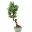 Pinus parviflora, 29 cm, ± 15 jaar oud