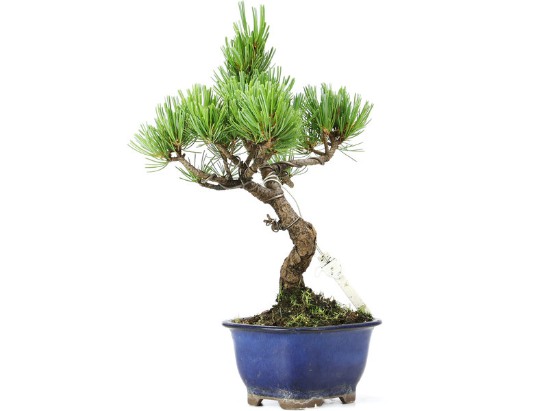Pinus parviflora, 24 cm, ± 15 jaar oud