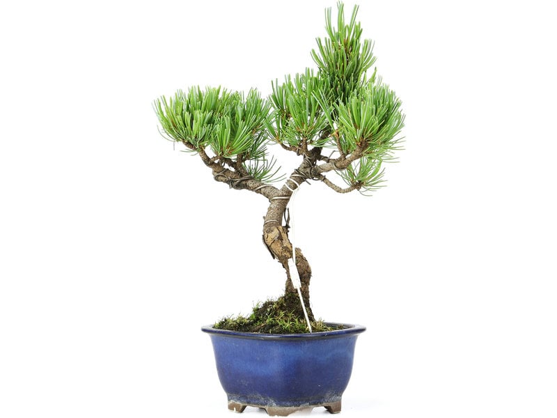 Pinus parviflora, 24 cm, ± 15 jaar oud