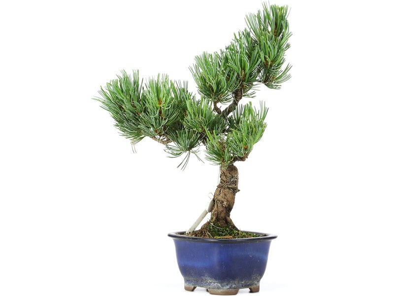 Pinus parviflora, 26 cm, ± 15 jaar oud