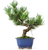 Pinus parviflora, 21 cm, ± 15 jaar oud