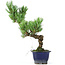 Pinus parviflora, 27 cm, ± 15 jaar oud