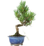 Pinus parviflora, 23,5 cm, ± 15 jaar oud