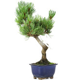 Pinus parviflora, 29 cm, ± 15 jaar oud