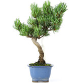 Pinus parviflora, 25 cm, ± 15 jaar oud