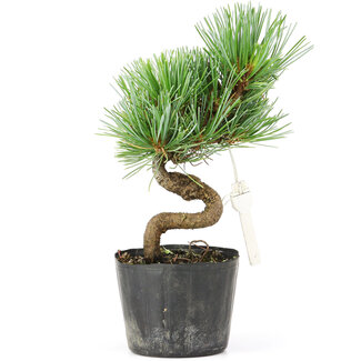 Pinus parviflora, 16 cm, ± 8 Jahre alt