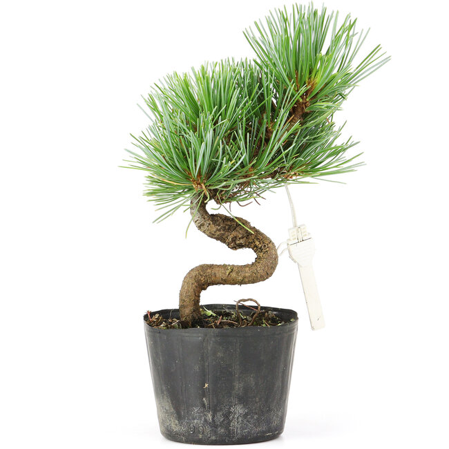 Pinus parviflora, 16 cm, ± 8 jaar oud
