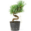 Pinus parviflora, 16 cm, ± 8 anni