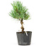 Pinus parviflora, 16 cm, ± 8 Jahre alt