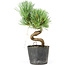 Pinus parviflora, 16 cm, ± 8 anni