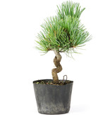 Pinus parviflora, 16 cm, ± 8 jaar oud