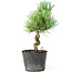 Pinus parviflora, 16 cm, ± 8 Jahre alt