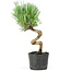 Pinus parviflora, 20 cm, ± 8 jaar oud