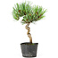 Pinus parviflora, 20 cm, ± 8 jaar oud