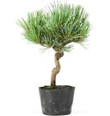 Pinus parviflora, 20 cm, ± 8 jaar oud