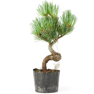 Pinus parviflora, 20 cm, ± 8 jaar oud