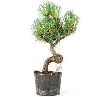 Pinus parviflora, 20 cm, ± 8 Jahre alt