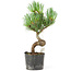 Pinus parviflora, 20 cm, ± 8 years old