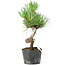 Pinus parviflora, 20 cm, ± 8 jaar oud