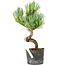 Pinus parviflora, 20 cm, ± 8 jaar oud