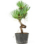 Pinus parviflora, 20 cm, ± 8 jaar oud