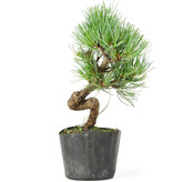 Pinus parviflora, 17 cm, ± 8 jaar oud