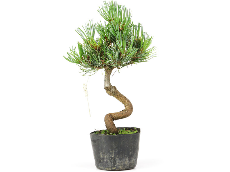 Pinus parviflora, 21 cm, ± 8 jaar oud