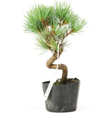 Pinus parviflora, 18 cm, ± 8 jaar oud
