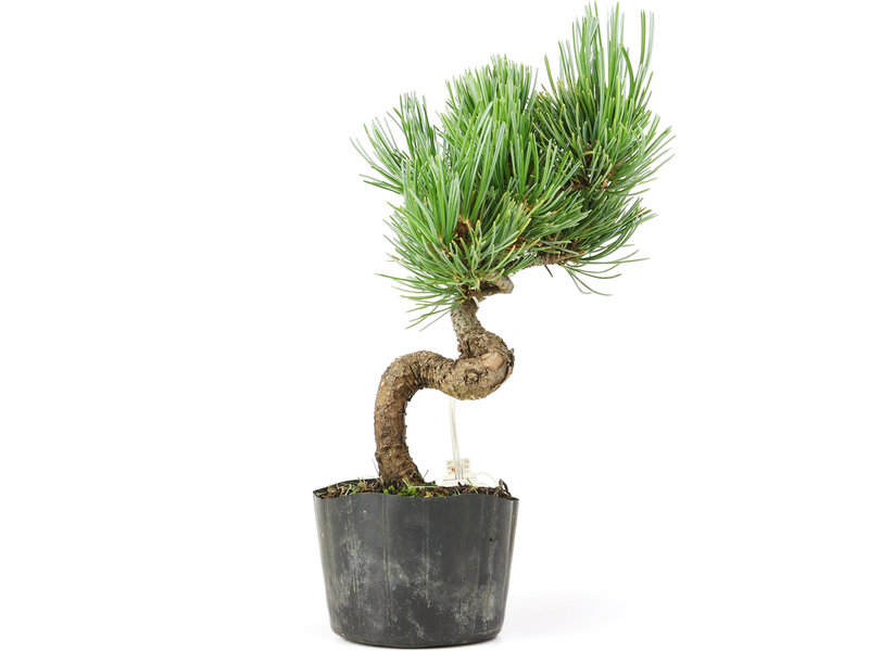 Pinus parviflora, 17 cm, ± 8 jaar oud