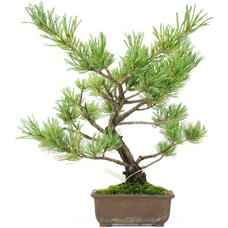 Pinus parviflora, 30 cm, ± 15 years old