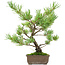 Pinus parviflora, 30 cm, ± 15 anni