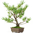 Pinus parviflora, 30 cm, ± 15 jaar oud