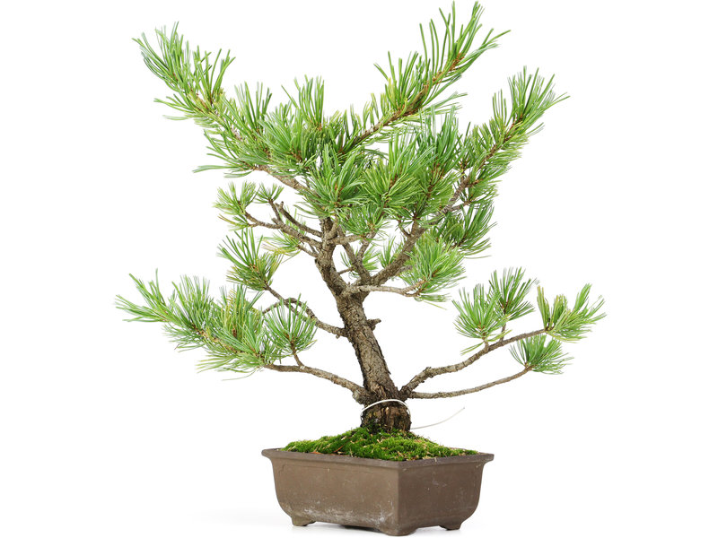 Pinus parviflora, 30 cm, ± 15 jaar oud