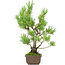 Pinus parviflora, 30 cm, ± 15 jaar oud