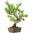 Pinus parviflora, 30 cm, ± 15 jaar oud