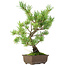 Pinus parviflora, 30 cm, ± 15 jaar oud