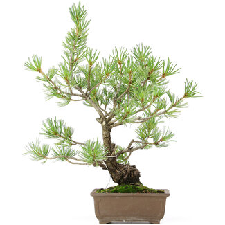 Pinus parviflora, 33 cm, ± 15 jaar oud