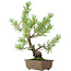 Pinus parviflora, 33 cm, ± 15 jaar oud