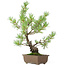 Pinus parviflora, 33 cm, ± 15 years old