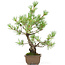 Pinus parviflora, 33 cm, ± 15 years old