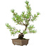 Pinus parviflora, 33 cm, ± 15 years old