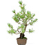 Pinus parviflora, 33 cm, ± 15 years old