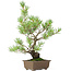 Pinus parviflora, 33 cm, ± 15 years old