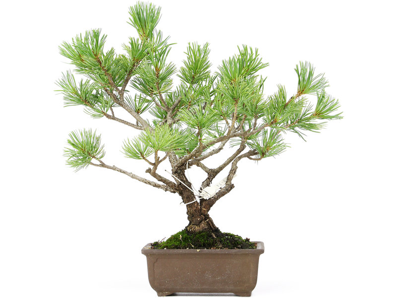 Pinus parviflora, 31 cm, ± 15 jaar oud