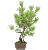 Pinus parviflora, 30 cm, ± 15 jaar oud