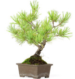 Pinus parviflora, 26 cm, ± 15 jaar oud