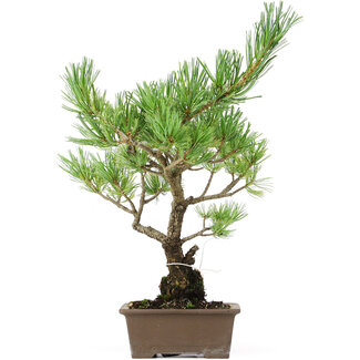 Pinus parviflora, 35 cm, ± 15 Jahre alt