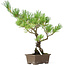 Pinus parviflora, 35 cm, ± 15 years old