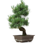 Pinus parviflora, 39 cm, ± 15 jaar oud